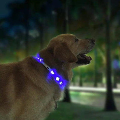 Glowguard Pet Safety Light Collar-3